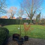 Tamme Kastanje boom in pot, Overige soorten, Lente, 100 tot 250 cm, Ophalen