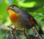 Gezocht Japanse nachtegaal man, Mannelijk