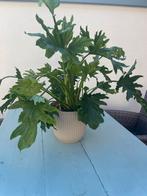 Mooie grote kamerplant met pot, Tuin en Terras, Planten | Tuinplanten, Ophalen of Verzenden, Overige soorten, Volle zon