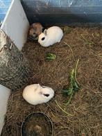 3 schattige dwergkonijntjes te koop, Dieren en Toebehoren, Konijnen, Vrouwelijk, Dwerg, 3 tot 5 jaar