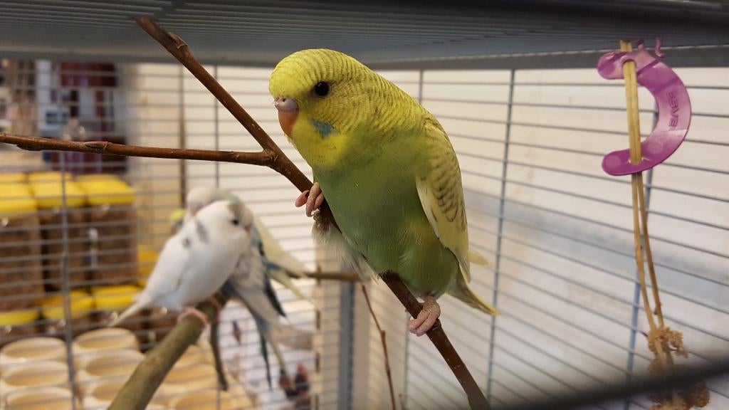 Jonge grasparkieten | Meerdere kleuren | Makkelijk tam, Dieren en Toebehoren, Meerdere dieren, Parkiet, Tam