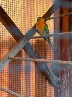 Roodrugparkiet man, Dieren en Toebehoren, Mannelijk, Parkiet