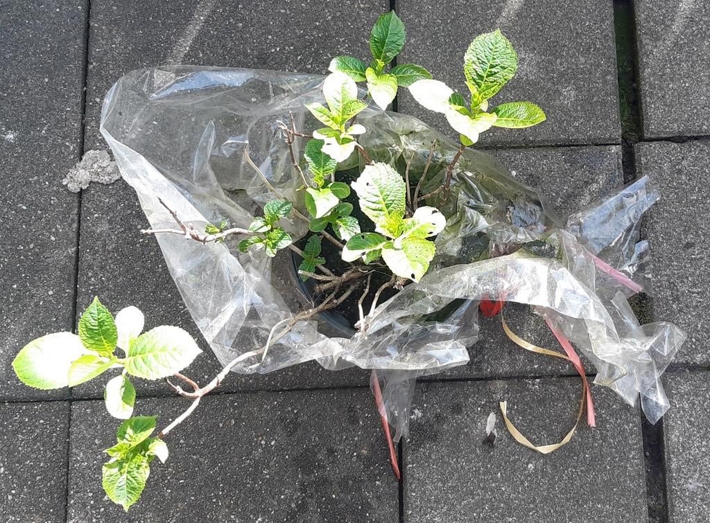 Hortensia, Ophalen