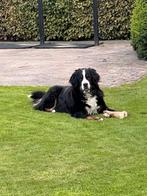 Berner sennen pups, Dieren en Toebehoren, Honden | Niet-rashonden, Groot, Meerdere, Meerdere dieren, Nederland