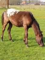 Sjabrack bonte appaloosahengst mag verhuizen., Minder dan 160 cm, Met stamboom, 0 tot 2 jaar, Hengst