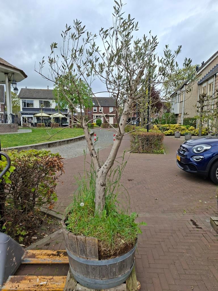 Olijfboom, Tuin en Terras, Planten | Bomen, Volle zon, Bloeit niet, Ophalen of Verzenden, 100 tot 250 cm