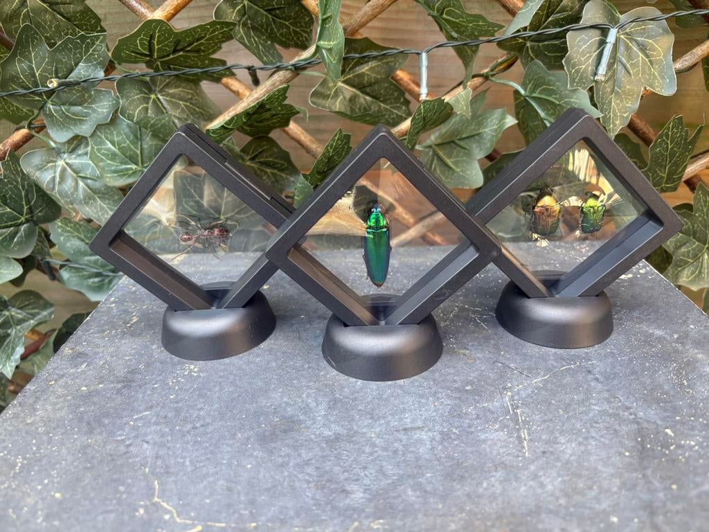 Insecten in displays, Ophalen of Verzenden, Nieuw, Insect, Opgezet dier