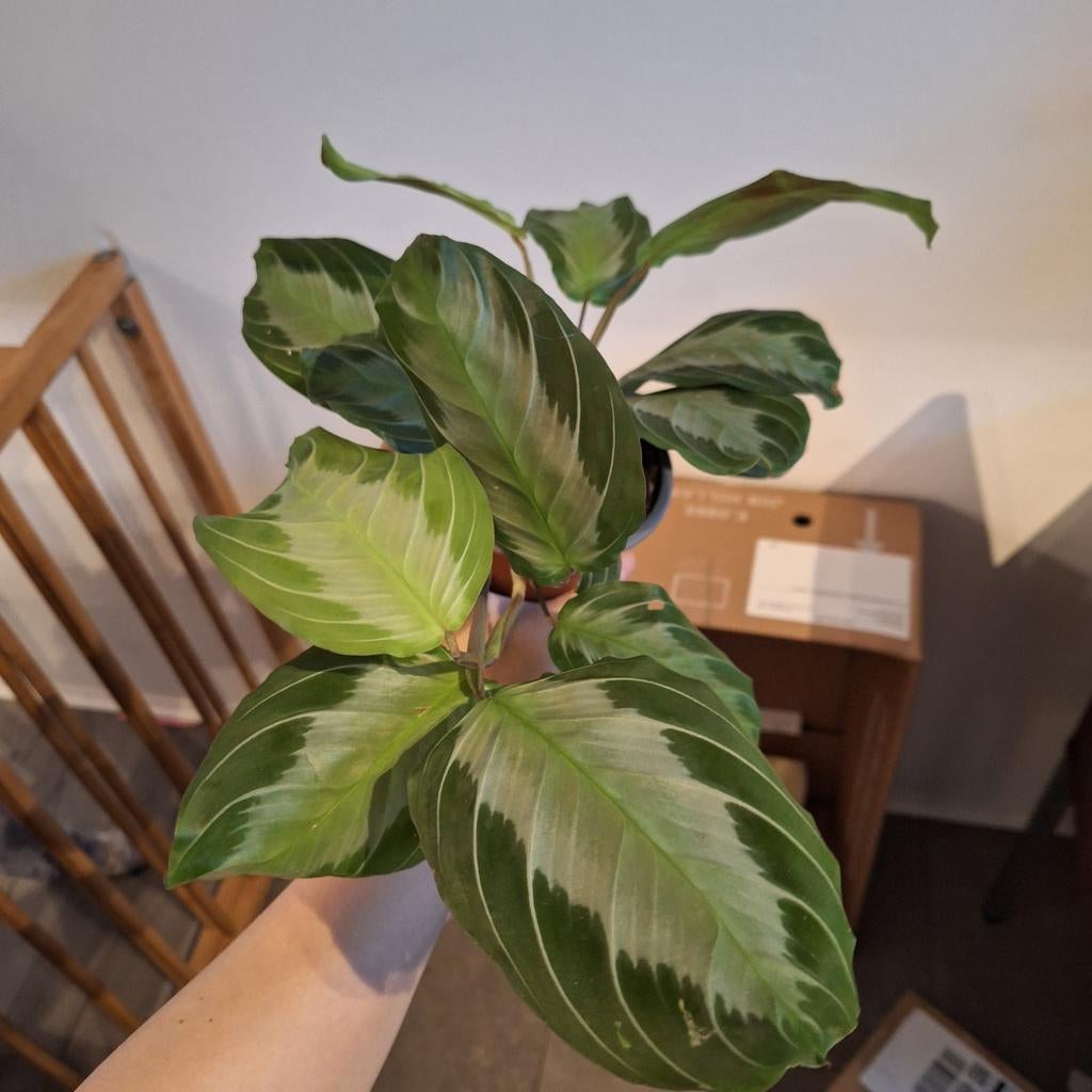 Maranta Silver, Huis en Inrichting, Kamerplanten, Ophalen of Verzenden, Halfschaduw, Minder dan 100 cm