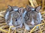 Hollander konijntjes 9feb, Dieren en Toebehoren, Geslacht onbekend, Middelgroot, 0 tot 2 jaar