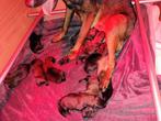 Mechelse Herder pups. Knpv-lijnen, 8 tot 15 weken, Parvo, Meerdere, Meerdere dieren