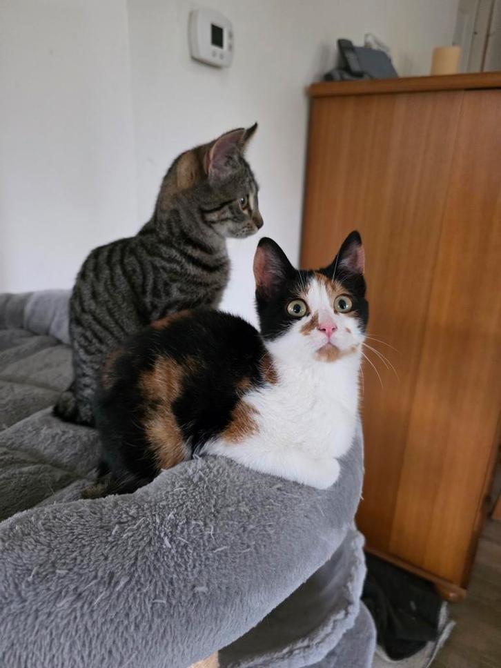 schattige kitten: lapjespoesje zoekt een goed huisje, Dieren en Toebehoren, Katten en Kittens | Overige Katten, Kortharig, Poes