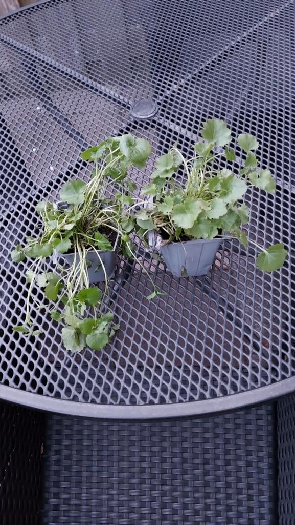 Campanula, Ophalen, Overige soorten, Volle zon