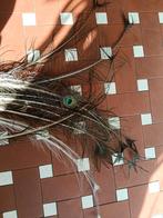 12 Pauwenveren, waarvan 2 witte - Zeer goede staat, Ophalen