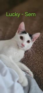 Lucky Sem is 7 maandjes jong en zo lief, Dieren en Toebehoren, Kater, Kortharig, 0 tot 2 jaar