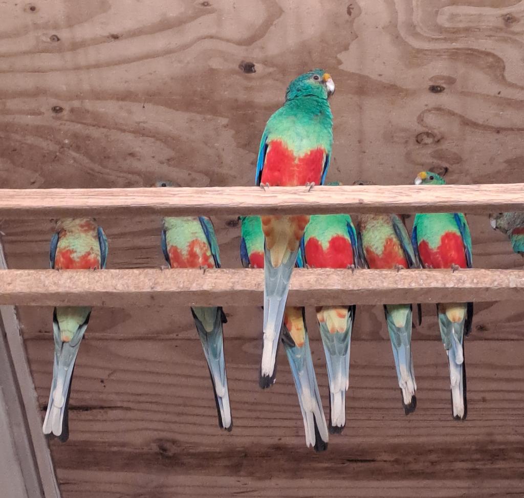 Veelkleuren parkieten, Dieren en Toebehoren, Vogels | Parkieten en Papegaaien, Meerdere dieren, Parkiet, Geringd