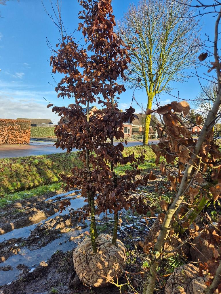 bomen en planten, Tuin en Terras, Planten | Bomen, Ophalen of Verzenden, Zomer, Volle zon, Overige soorten