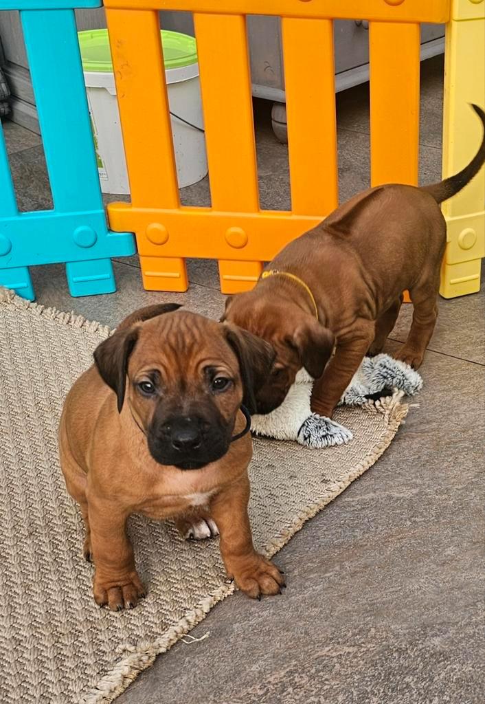 Te koop: Rhodesian Ridgeback  reutjes (keuze uit 4), Dieren en Toebehoren, Honden | Setters en Staande honden, Meerdere dieren