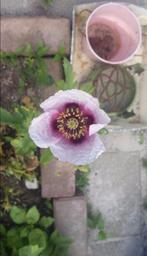 Papaver setigerum Psilo Dendro Cyprus zaden, Ophalen of Verzenden, Voorjaar, Volle zon, Zaad