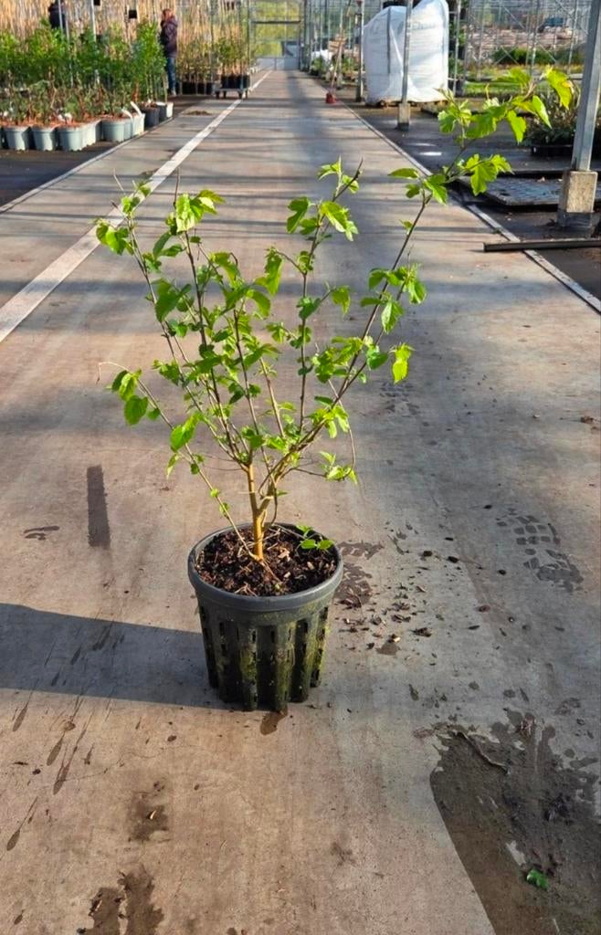 Witte moerbei | Morus alba 40-60 cm hoog, Tuin en Terras, Planten | Struiken en Hagen, Ophalen of Verzenden, Overige soorten, Minder dan 100 cm