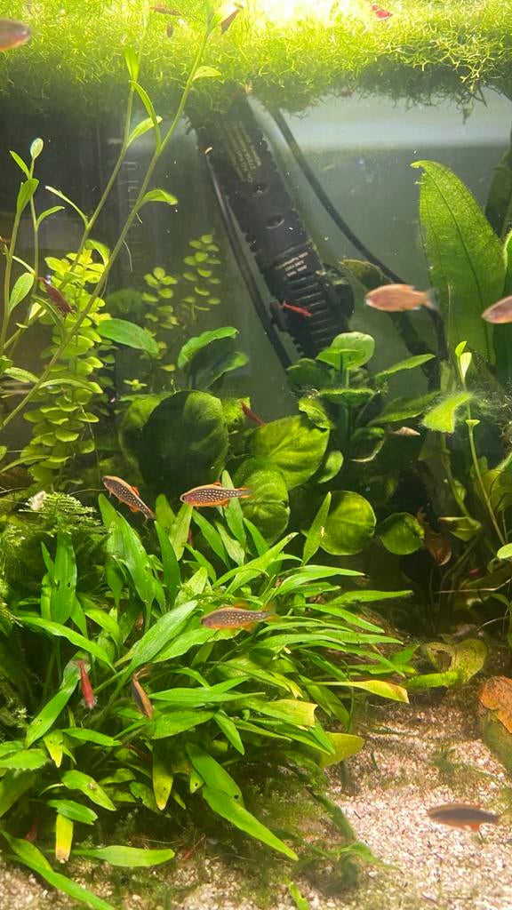 Rasbora Galaxy vissen te koop, Dieren en Toebehoren, Vis, Zoetwatervis, Schoolvis