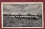 Gooise Heide met de Schaapskudde - jr.'50 - Ong., Ophalen of Verzenden, 1940 tot 1960, Ongelopen, Noord-Holland