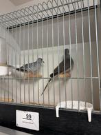 Broedkoppel Diamantduiven te koop, Dieren en Toebehoren, Vogels | Overige Vogels, Meerdere dieren, Geringd