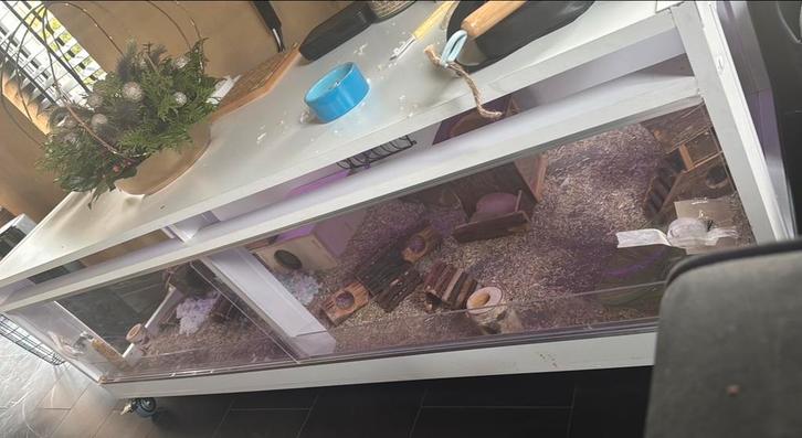 Cavia / hamsterkooi, Dieren en Toebehoren, Knaagdieren en Konijnen | Hokken en Kooien, Zo goed als nieuw, Kooi, Minder dan 60 cm