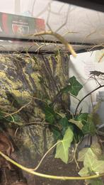 Indische Wandelende Takken, Wandelende tak