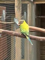 Pruimkop parkiet, Mannelijk, Parkiet