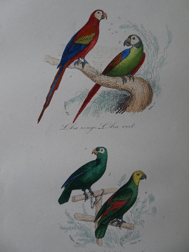 Litho in kleur, vier vogels, rode Ara groene papegaaien 1841, 1800 - 1899, Verzenden, Origineel, Flora en Fauna
