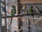 Te koop koppeltje valkparkieten, Dieren en Toebehoren, Vogels | Parkieten en Papegaaien, Meerdere dieren, Parkiet