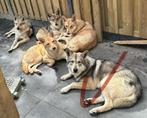 Wolfhond met stamboom, Dieren en Toebehoren, 1 tot 2 jaar, Meerdere, Meerdere dieren, Nederland