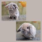 KOPPEL NHD REGIO BALEN, Meerdere dieren, Dwerg, Hangoor, 0 tot 2 jaar