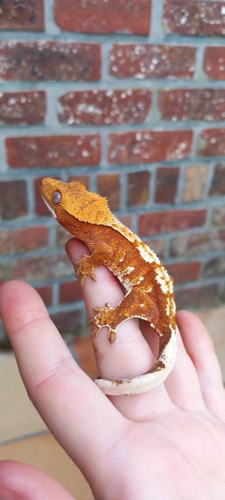 1.0 Fel Rode Tricolor wimpergekko man Crested Gecko - male for sale from TCM_Reptiless