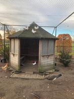 pauwstaart duiven, Meerdere dieren, Overige soorten