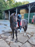 Betrouwbare verzorger / bijrijder, Verzenden, Zo goed als nieuw