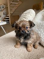 Pup te koop: Pomchi x Mini Tibetaanse Spaniël, Parvo, Overige rassen, 8 tot 15 weken, Teef