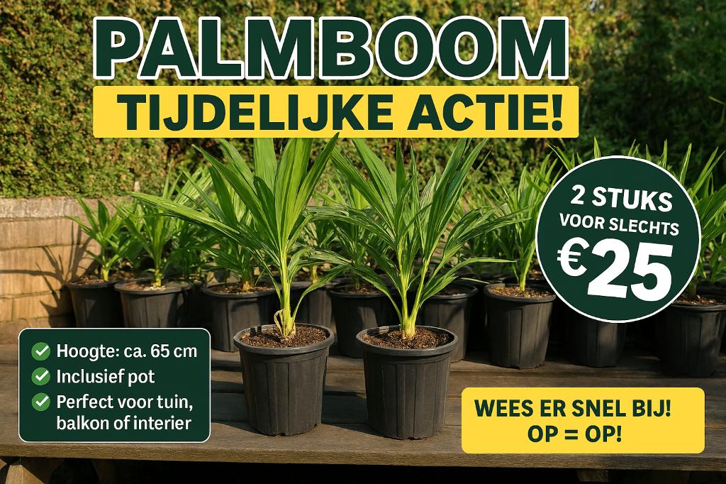 Palmboom Trachycarpus  Fortunei 5 jaar oud winterhard -16gr, Ophalen, Vaste plant, Overige soorten, Volle zon
