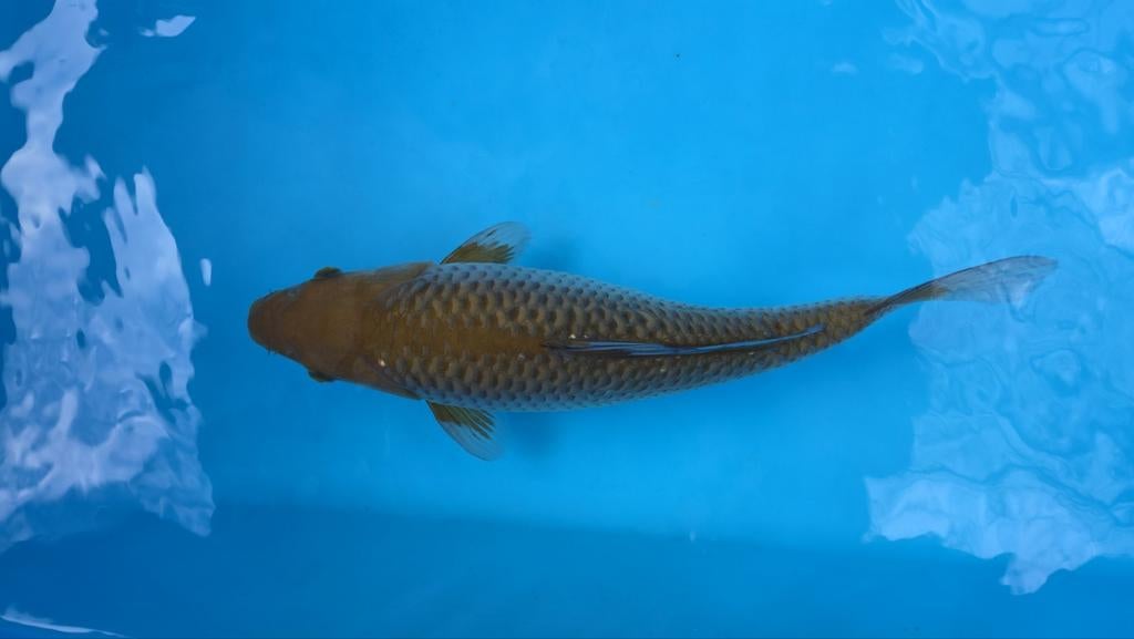 Nisai ochiba Koi, Karper of Koi