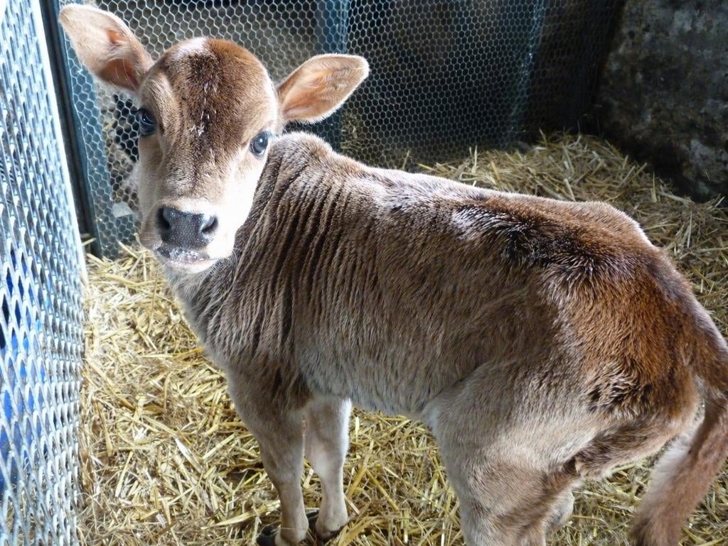 2 fles gevoede mini zeboe vaarskalfjes, Dieren en Toebehoren, Runderen, Vrouwelijk