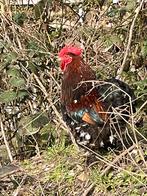 Mooie Cochin haan gatis af te halen (zelf vangen), Mannelijk, Kip