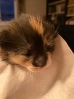 Europese korthaar kittens (2), Meerdere dieren, Kortharig, 0 tot 2 jaar