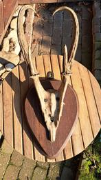 gewei geweien hoorn, Ophalen of Verzenden, Gebruikt, Hert, Gewei of Kop