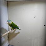 Vuurvleugelparkiet man, Mannelijk, Parkiet