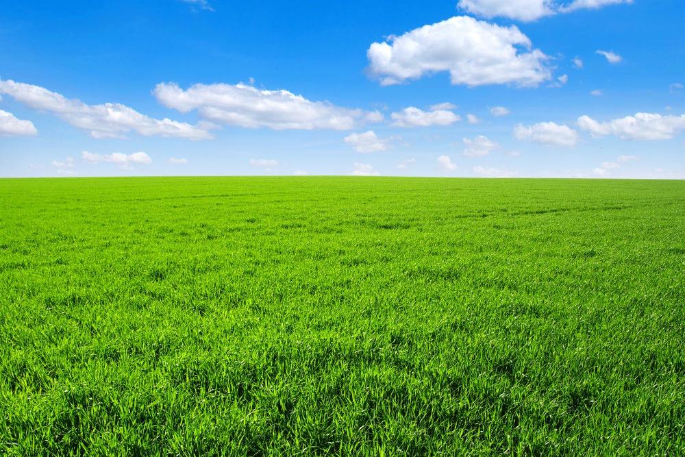 Gras op stam, Dieren en Toebehoren, Stalling en Weidegang, Weidegang