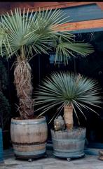 Whiskyvaten/wijnvaten/ plantenbakken regenton., Tuin en Terras, Ophalen, Overige materialen, 40 cm of meer, Rond