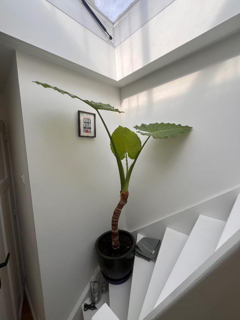 Olifantsoor-plant (Alocasia macrorrhizos), Huis en Inrichting, Kamerplanten, Ophalen, 100 tot 150 cm, Overige soorten, Halfschaduw