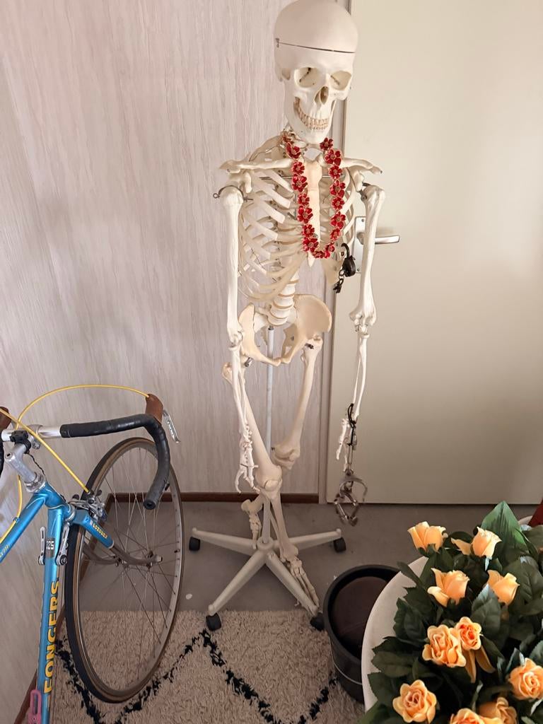 Anatomisch Skelet Model - Medisch/School, Ophalen of Verzenden, Gebruikt