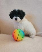 Toy Poedeltje zeer mooi schattig pupje, Dieren en Toebehoren, Poedel, Parvo, 8 tot 15 weken, Meerdere