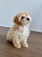 Maltipoo pup, Particulier, 15 weken tot 1 jaar, Buitenland, Parvo